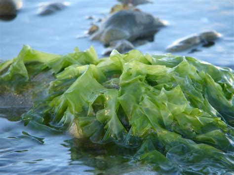 Seaweed: a Key Player in Maine's Aquaculture Industry